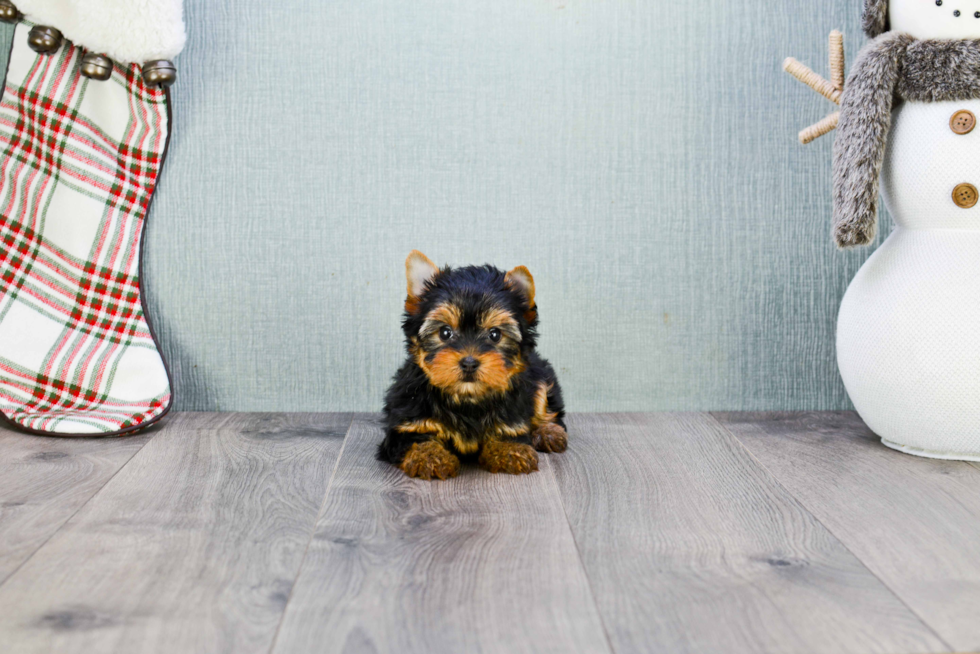 Meet Heidi - our Yorkshire Terrier Puppy Photo 