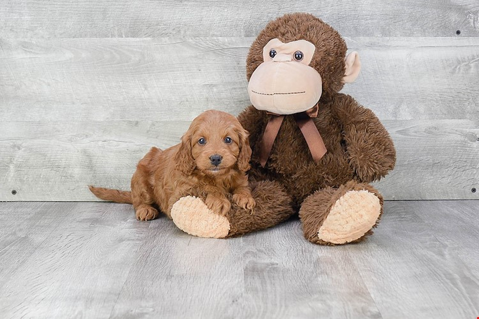 Small Mini Goldendoodle Baby