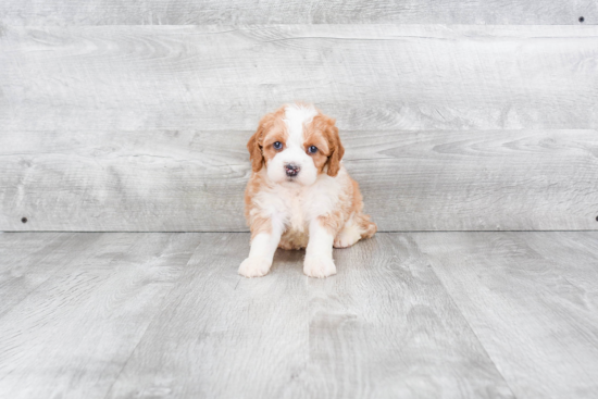 Sweet Mini Bernedoodle Baby