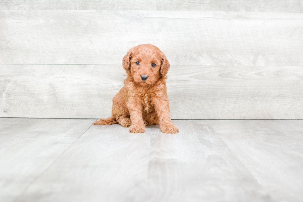 Mini Goldendoodle Pup Being Cute