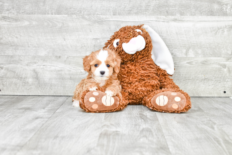 Petite Cavapoo Poodle Mix Pup