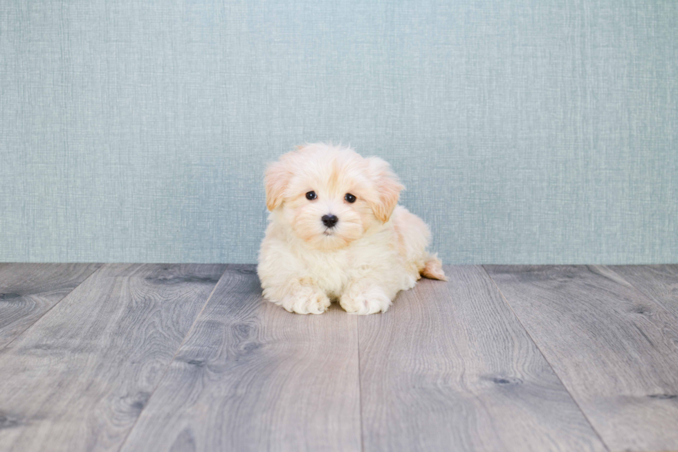 Adorable Maltese Poodle Poodle Mix Puppy