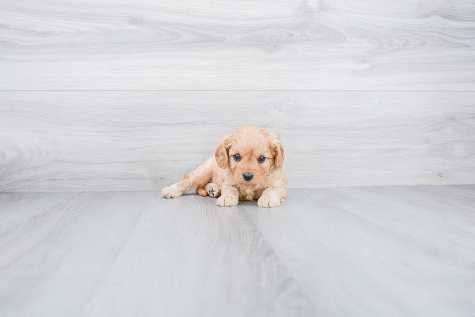 Cute Cavapoo Baby