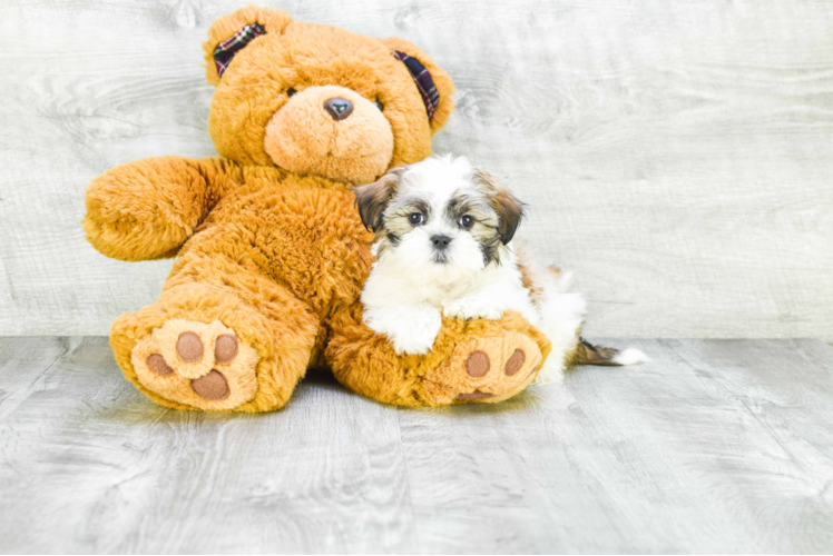 Teddy Bear Puppy for Adoption