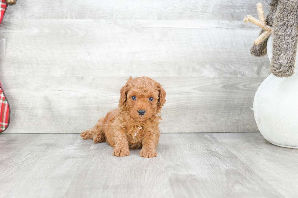 Cavapoo Puppy for Adoption