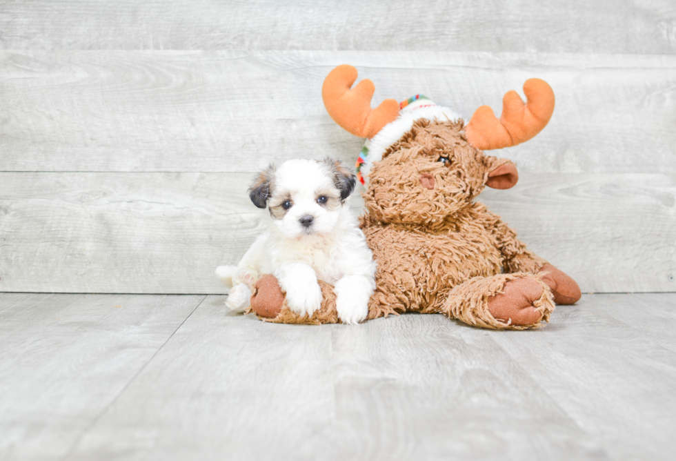 Friendly Teddy Bear Baby