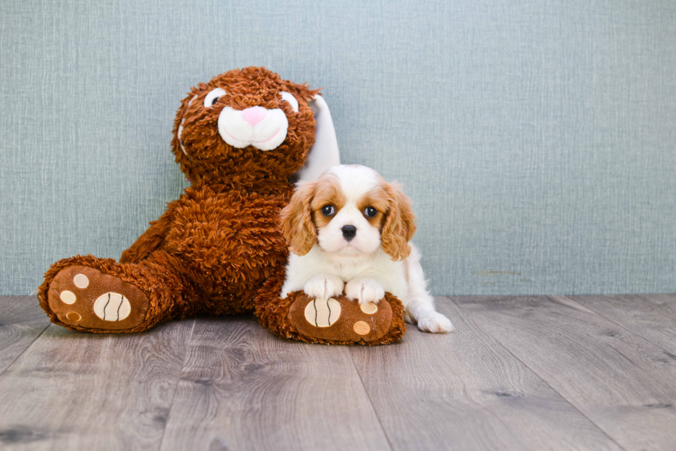 Small Cavalier King Charles Spaniel Purebred Pup