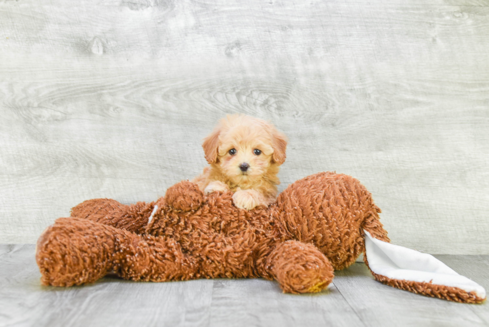 Best Cavapoo Baby