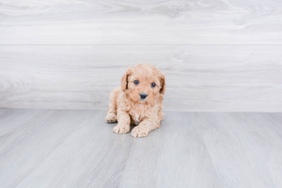 Cavapoo Puppy for Adoption