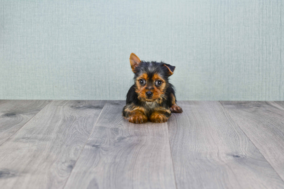 Meet Joey - our Yorkshire Terrier Puppy Photo 