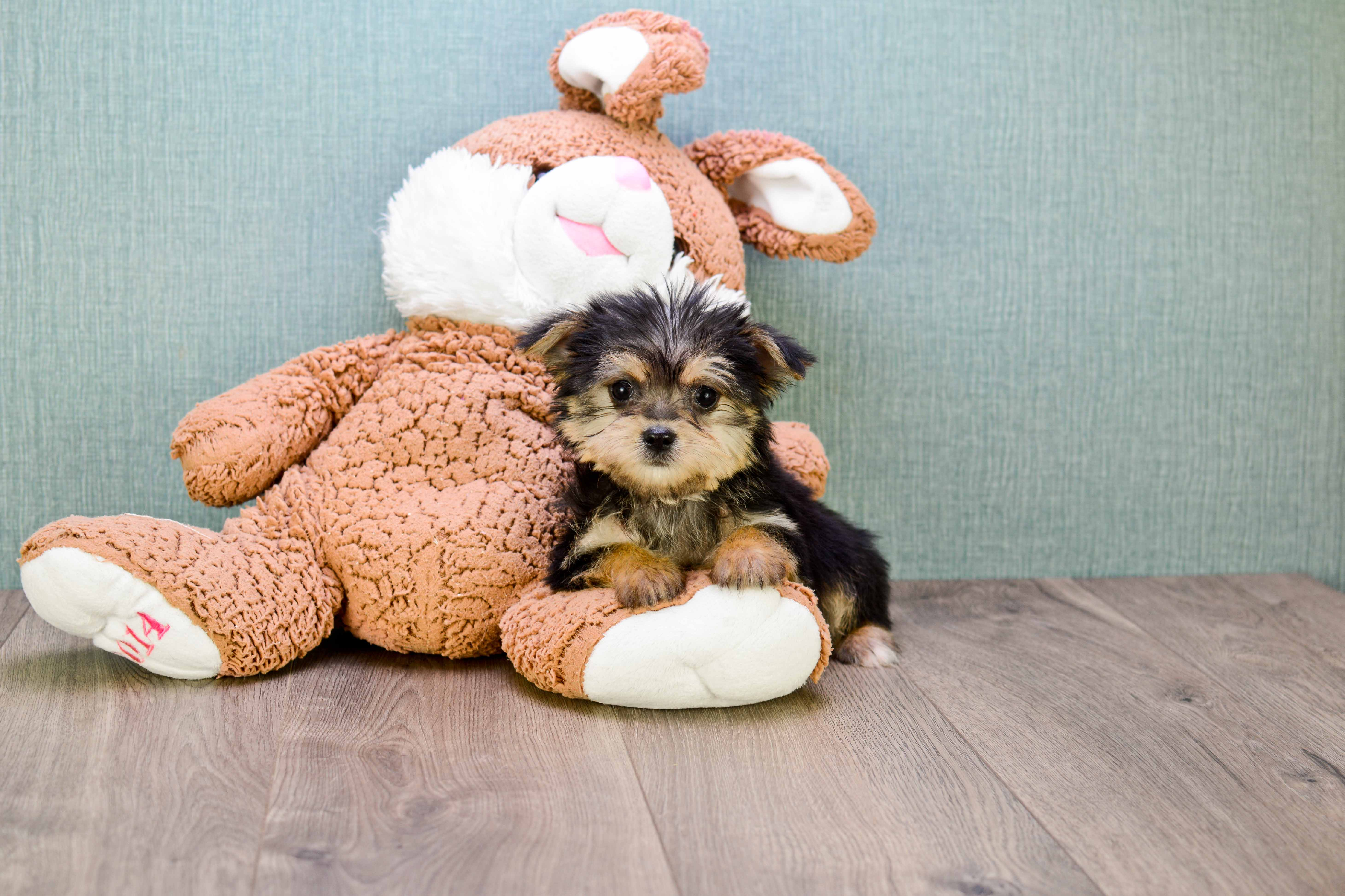 Morkie Puppy for Adoption