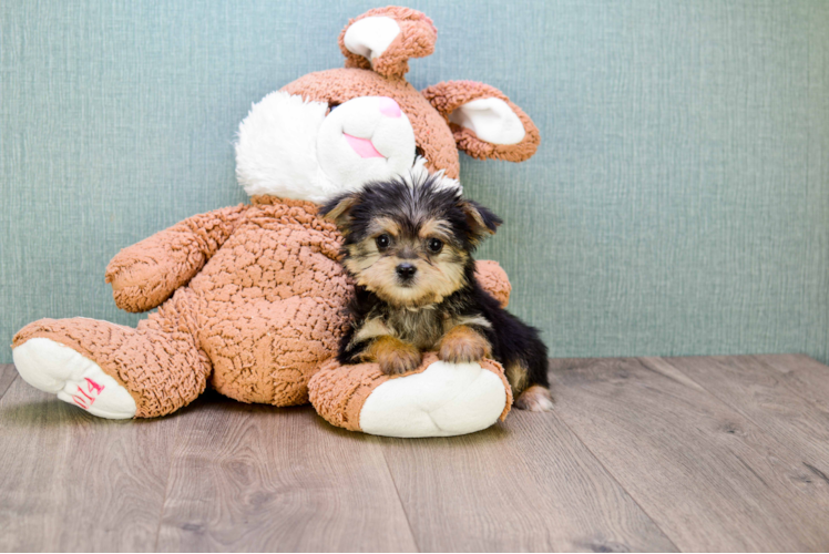 Morkie Puppy for Adoption