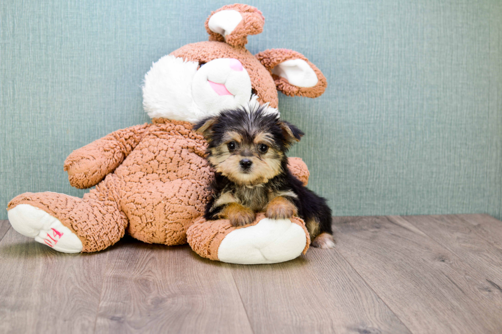 Morkie Puppy for Adoption