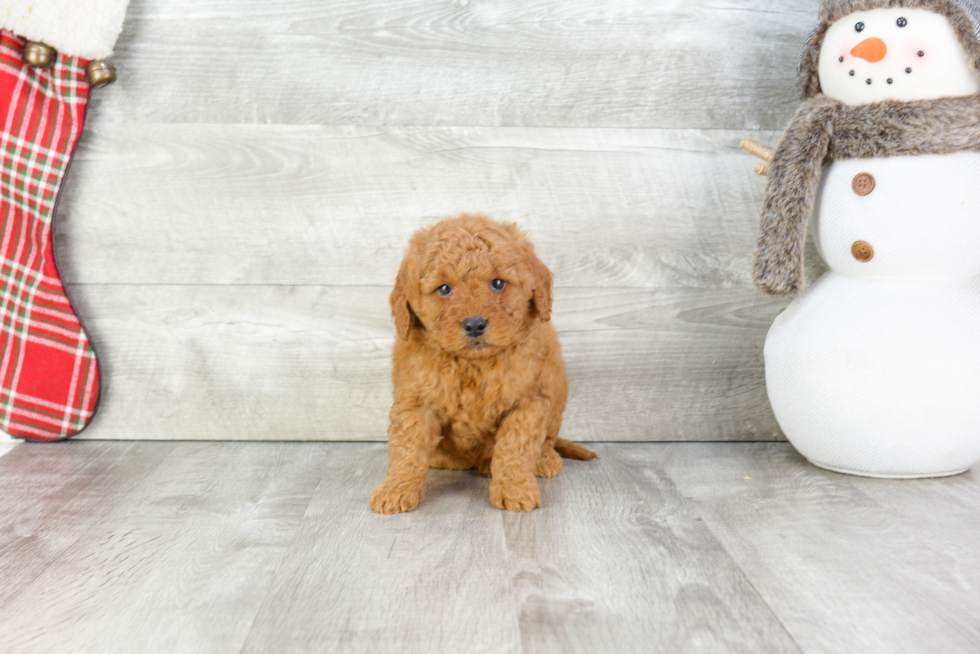 Smart Mini Goldendoodle Poodle Mix Pup