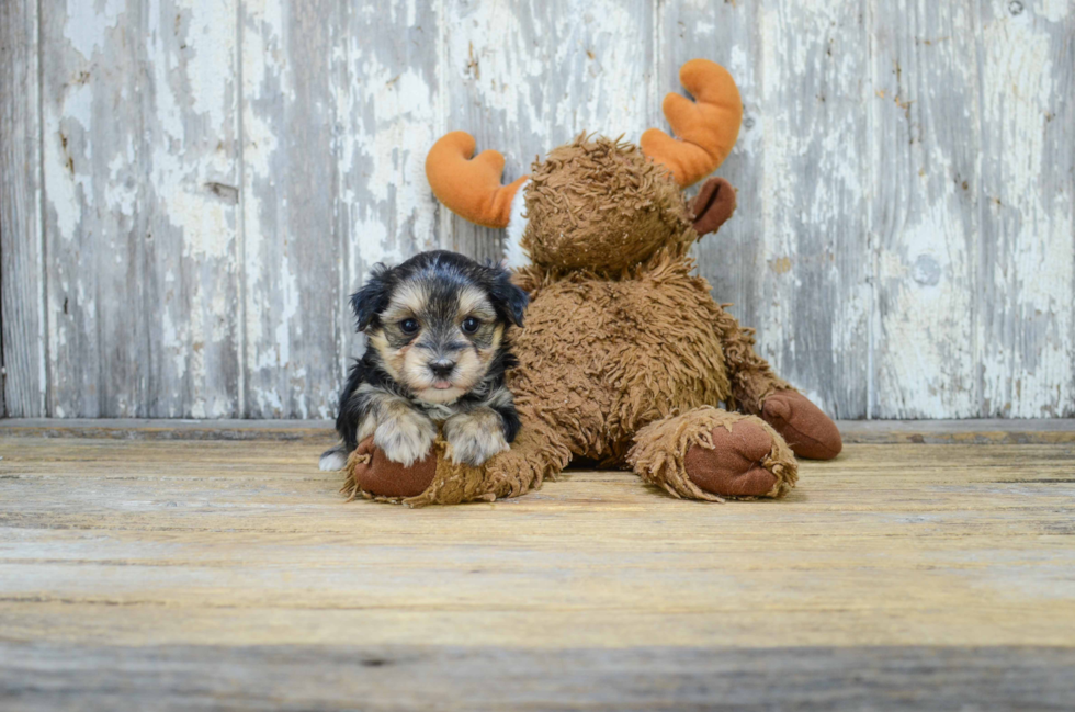 Best Morkie Baby