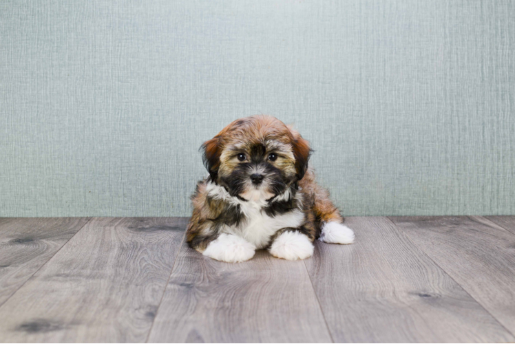 Havanese Pup Being Cute