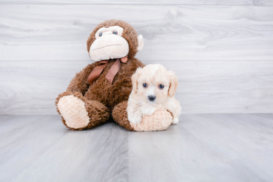 Best Cavachon Baby