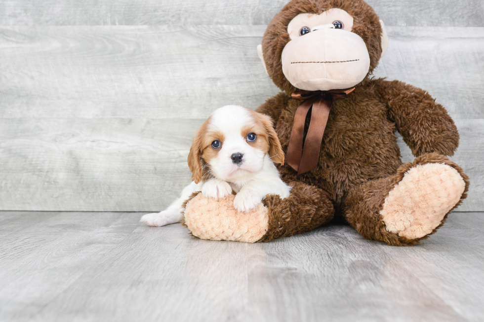 Akc Registered Cavalier King Charles Spaniel Baby