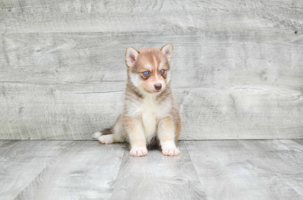 Pomsky Puppy for Adoption