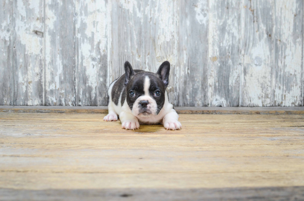 French Bulldog Puppy for Adoption