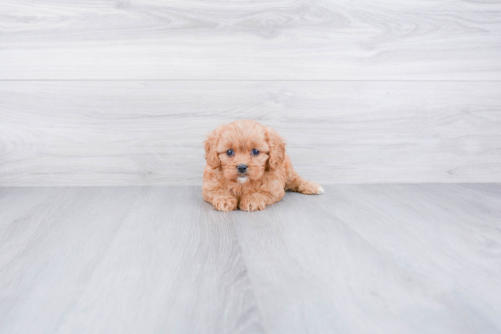 Cavapoo Pup Being Cute