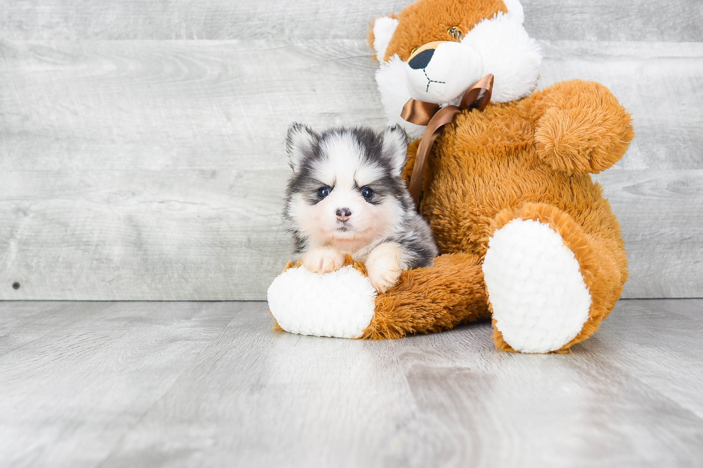 Happy Pomsky Baby