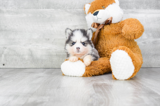 Happy Pomsky Baby