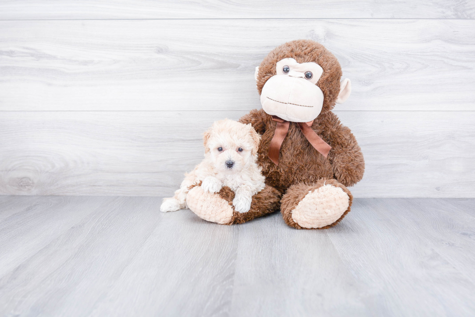 Funny Maltipoo Poodle Mix Pup