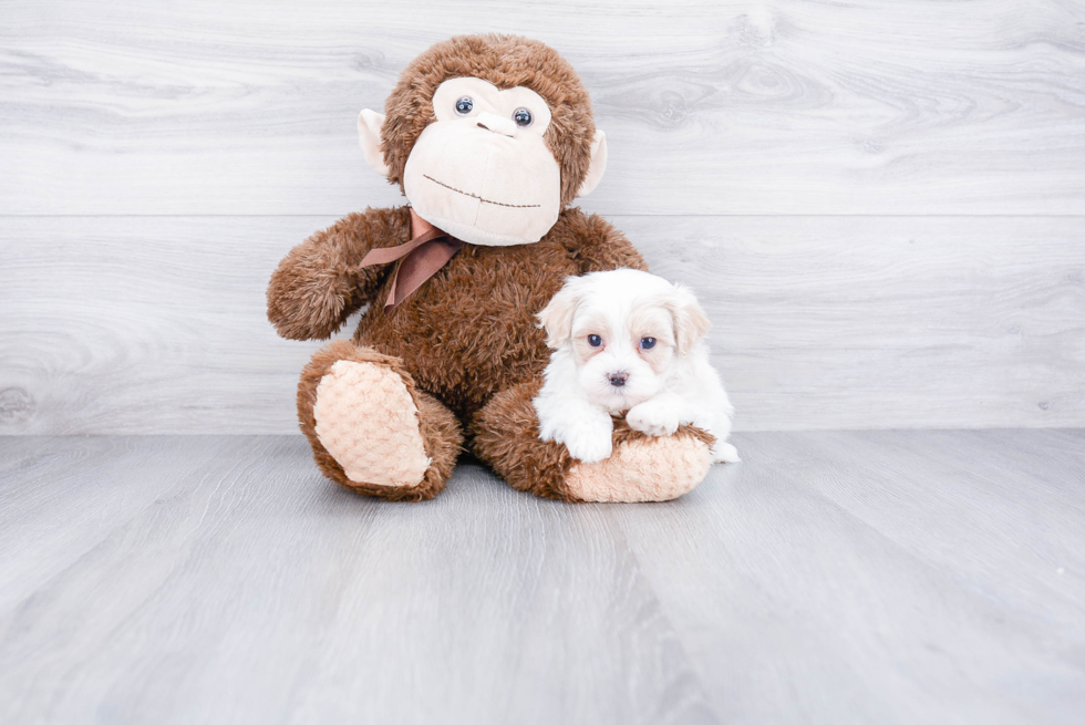 Best Maltipoo Baby