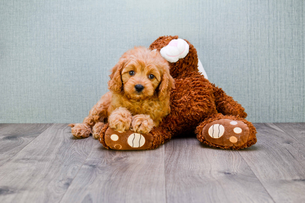 Cavapoo Puppy for Adoption