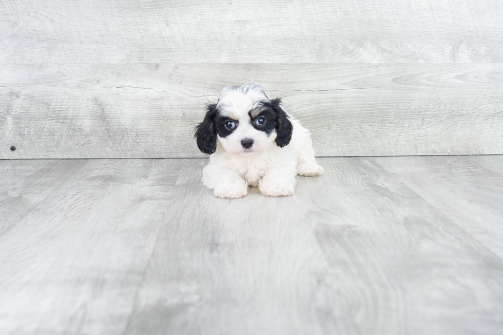 Sweet Cavachon Baby