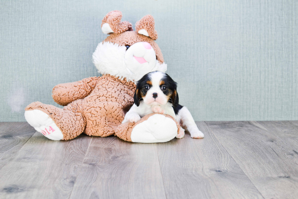 Happy Cavalier King Charles Spaniel Purebred Puppy