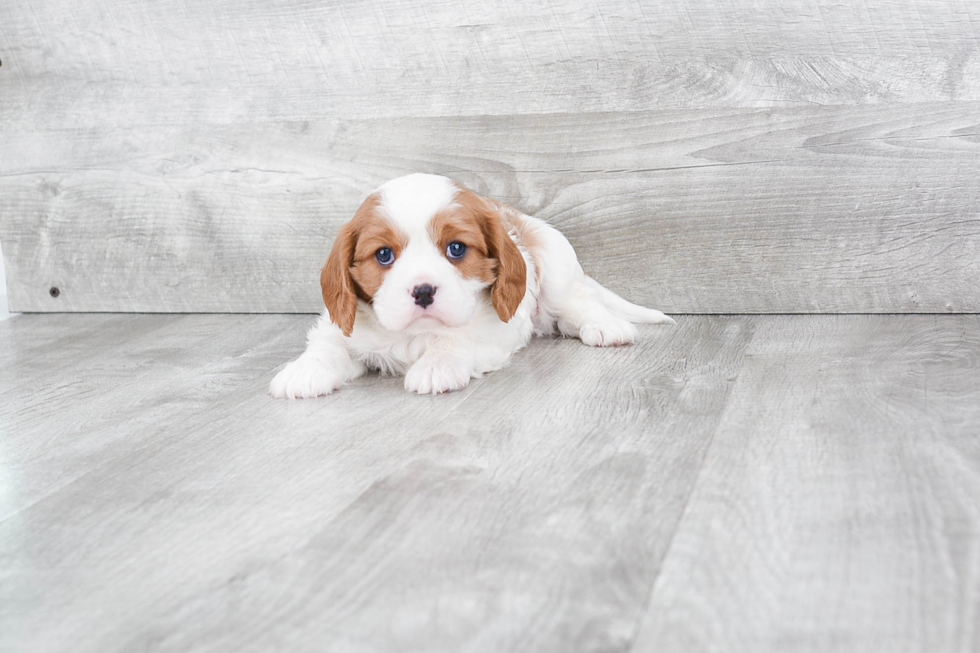 Best Cavalier King Charles Spaniel Baby