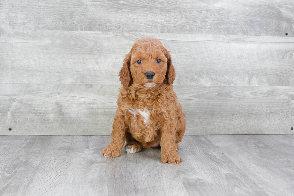 Mini Goldendoodle Pup Being Cute