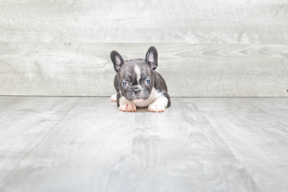 Best French Bulldog Baby