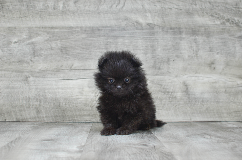 Little Pomeranian Purebred Pup