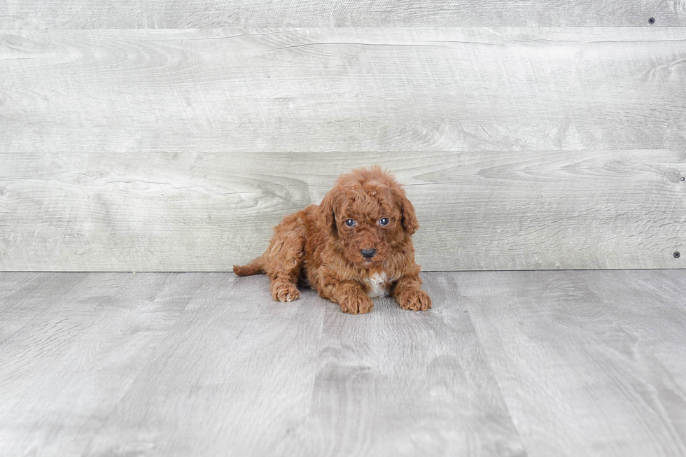 Happy Mini Goldendoodle Baby