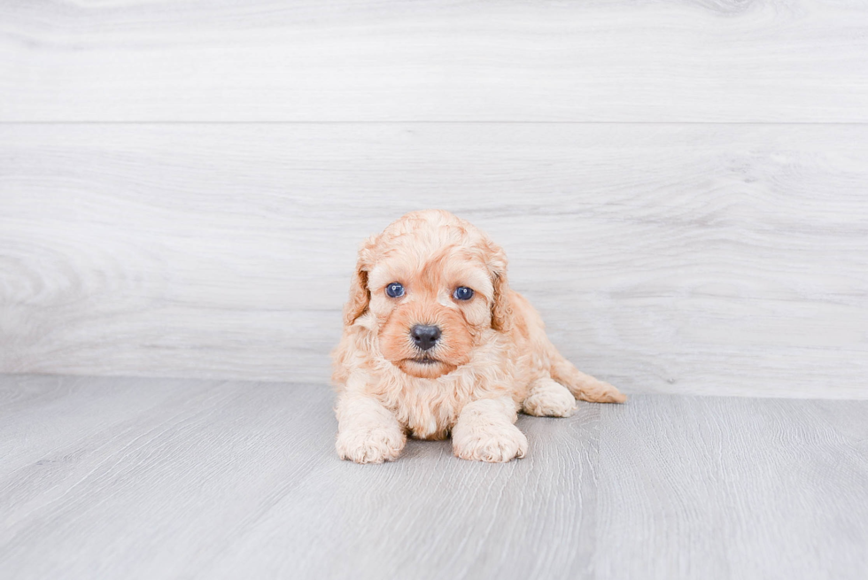 Cute Cavapoo Baby