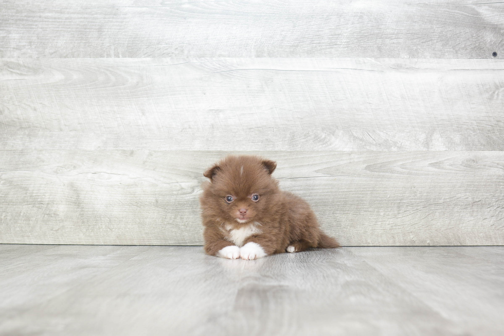 Cute Pomeranian Purebred Puppy