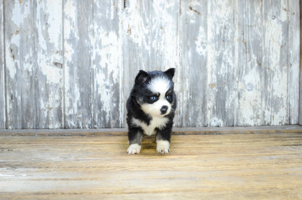 Petite Pomsky Designer Pup