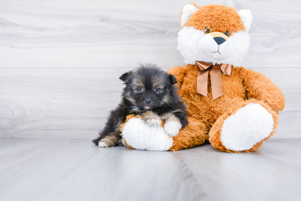 Cute Pomeranian Purebred Puppy