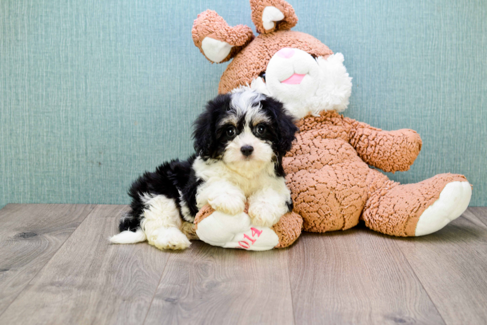 Cavachon Pup Being Cute