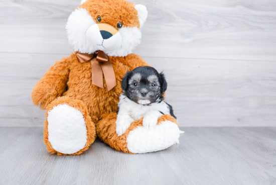 Maltipoo Puppy for Adoption