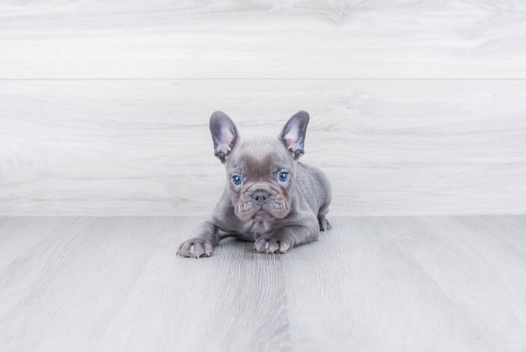 French Bulldog Pup Being Cute