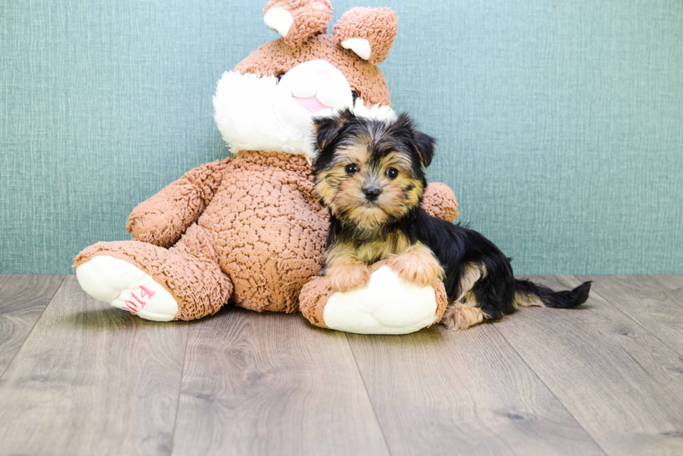 Adorable Yorkie Designer Puppy