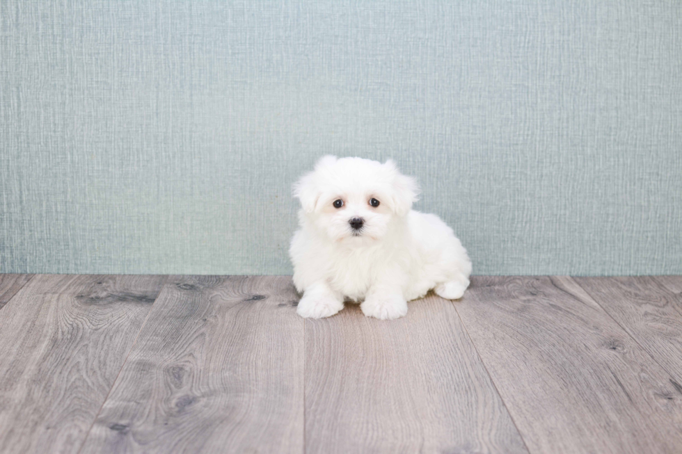 Smart Maltese Purebred Puppy