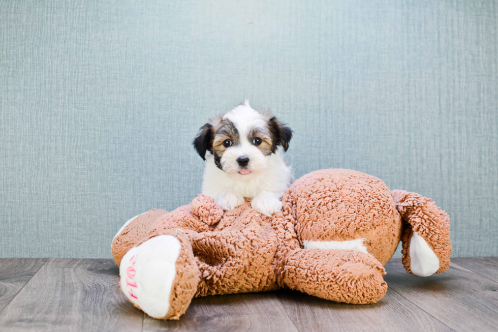 Havanese Pup Being Cute