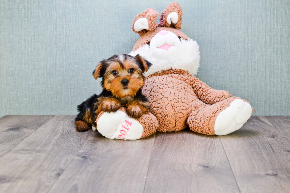 Meet Bronze - our Yorkshire Terrier Puppy Photo 