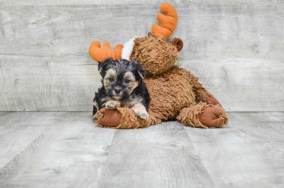 Little Yorkie Designer Puppy