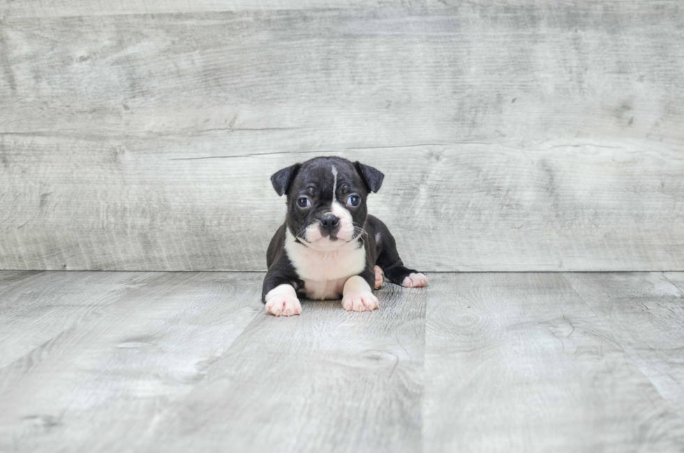 Best Boston Terrier Baby